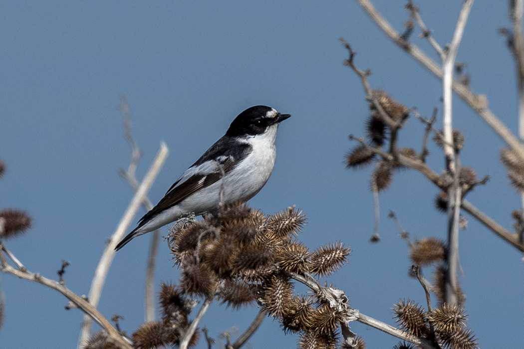 Semicollared Flycatcher